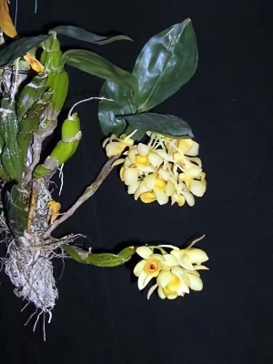 Bild von Dendrobium sulcatum 2